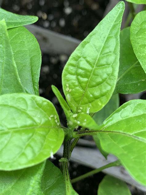 Please Help These Little Bugs Are All Over My Pepper Plants R Indoorgarden