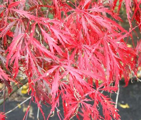 dwarf japanese maple tree pictures | Will And Kate Royal