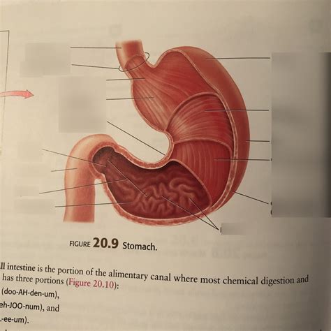 Stomach Diagram Quizlet