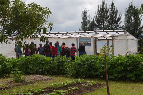 Invernáculos Rústicos una opción económica para la producción de