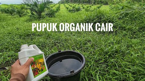 Joss Pupuk Organik Cair Untuk Kelapa Sawit Tbm Bioboostpupukhayati Youtube