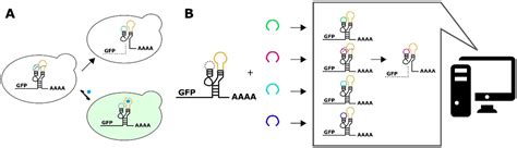 Figures And Data In A Convolutional Neural Network For The Prediction