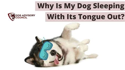 Why Do Dogs Hang Their Tongues Out And Pant