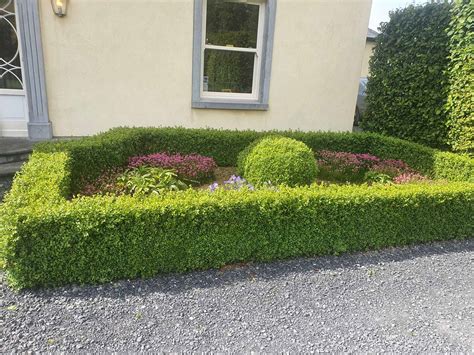 Box Hedges Buxus Sempervirens Plants For Sale In Ireland Hedging Ie