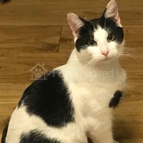 Lost Cat White And Black Cat Called Alan Oldham Area Greater Manchester