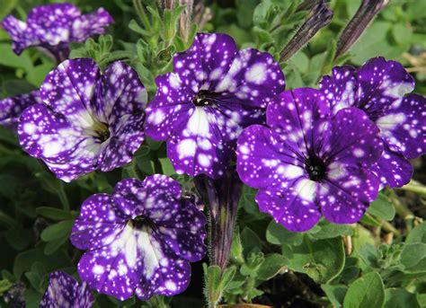 Whats New In Petunias Richard Jackson Garden