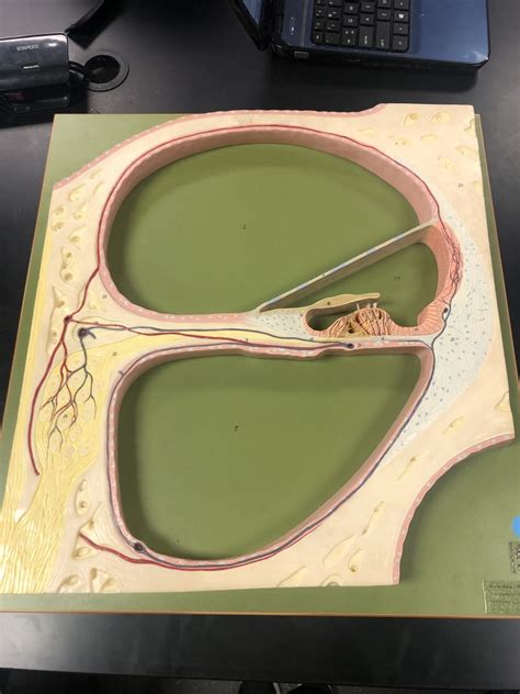 Organ Of Corti Model Diagram Quizlet