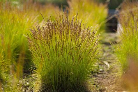 Deschampsia flexuosa 'Tatra Gold' – Ballyrobert Gardens