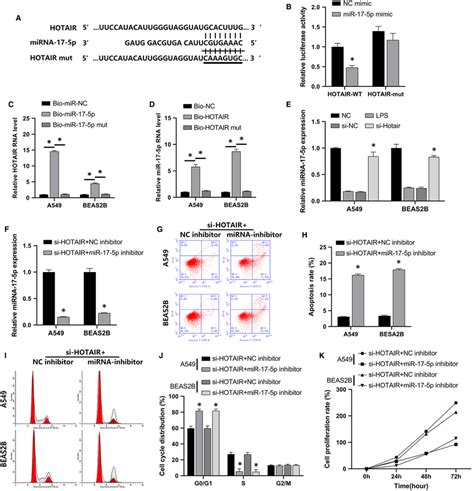 Mir P Reversed Hotairmediated Lpsinduced Changes In A And