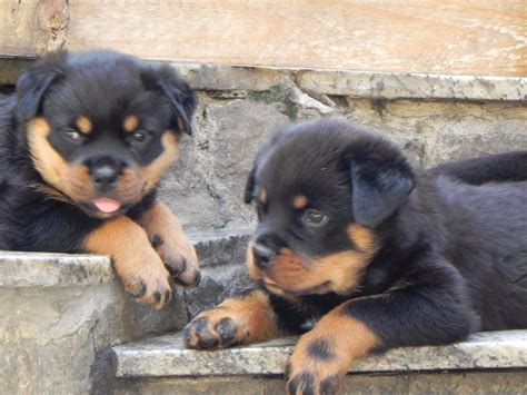 Rottweiler Filhote Focinho Curto Gigante Alemão Lindo R 1 300 00 em