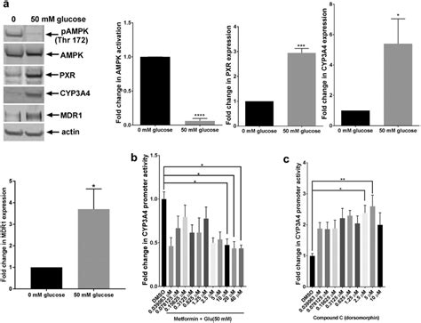 Ampk Activation Is Inversely Correlated With Pxr Activation A Hepg