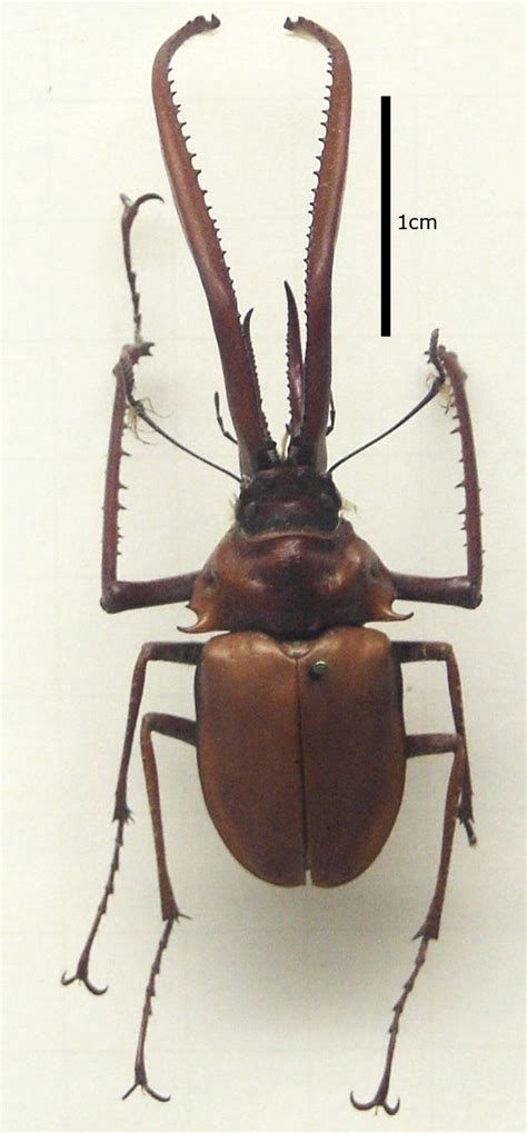 Chiasognathus Grantii Wikipedia Beetle Insect Stag Beetle Beetle