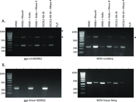 Effect of RNase R treatment on circular RNA enrichment. Agarose gel... | Download Scientific Diagram