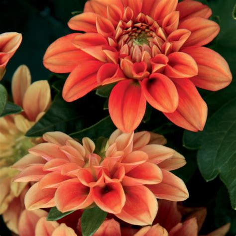 Dalina® Midi Pinta Dahlia Hybrid Proven Winners