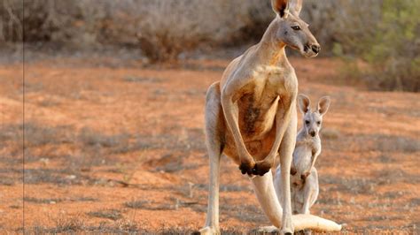 Red Kangaroo Buff