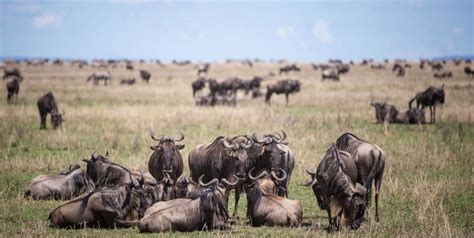 Serengeti Wildebeest Migration Safari - Kilimanjaro Safari Experience