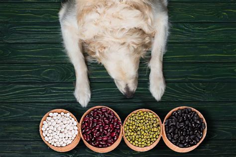 Can Dogs Eat Beans 9 Best Beans To Give Revealed Here