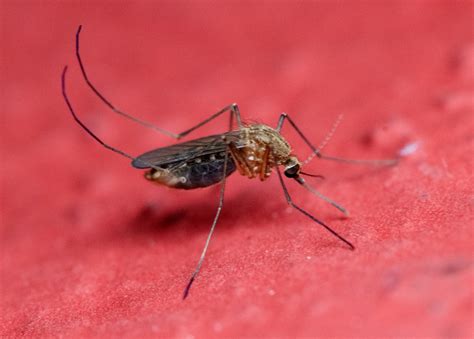 Aumentan 239 Casos De Dengue En México Cambio De Michoacán