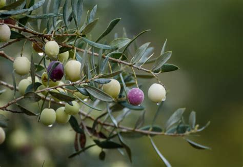 Cuánto tiempo tarda un olivo en dar fruto Blog Canarias Lofts