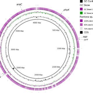 Circular Representation Of The Genome Comparison Between The Pantoea