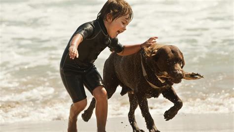 Advierten Por Qué Los Perros Pueden Ser Tan Sanadores Para Los Niños