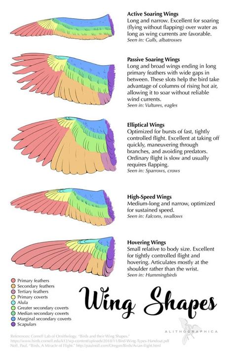 Bird Wing Shapes : r/coolguides