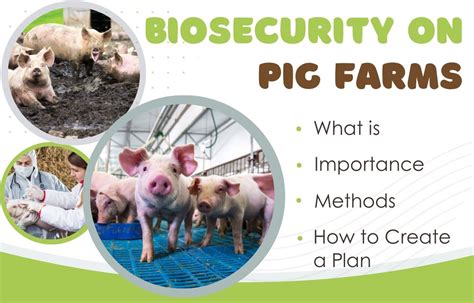 Understanding Biosecurity Measures In Pig Farming An Easy Guide For