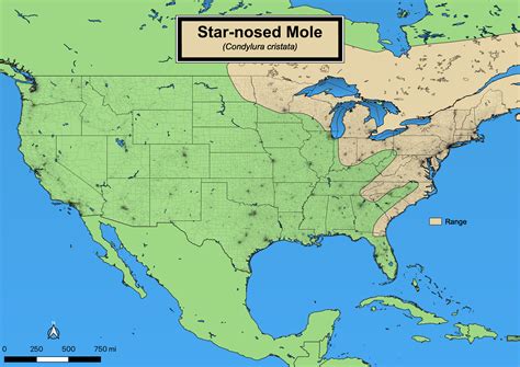 Star-nosed Mole - eMuseum of Natural History