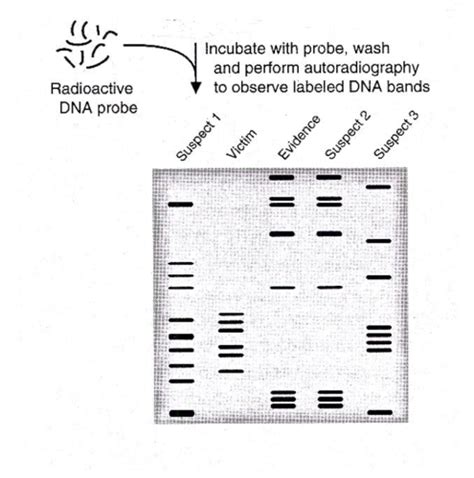 Dna Profiling Flashcards Quizlet