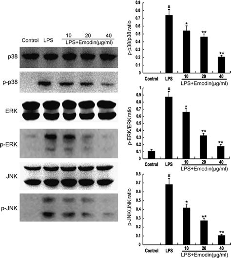 Emodin Inhibits Lipopolysaccharide Lps Induced Mapk Activation Cells