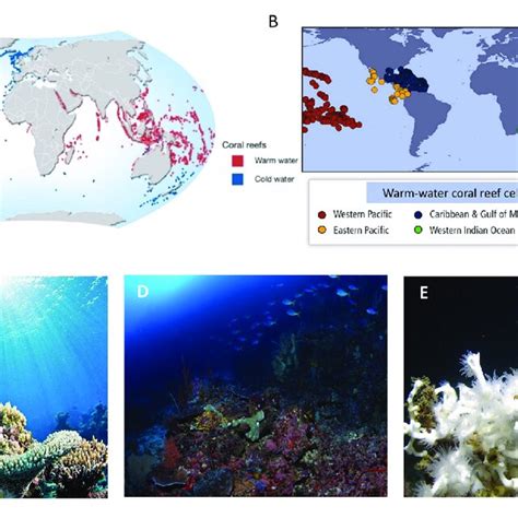 A Distribution Of Warm Water And Cold Water Coral Reefs Credit