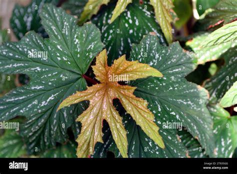 Begonia Aconitifolialeaves Foliage Begonias Woody Fibrous Rooted