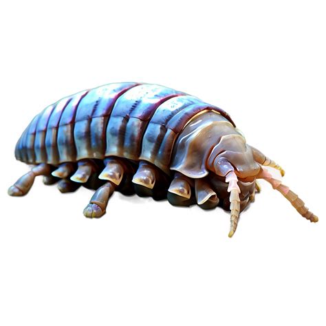 Isopod PNG Images [100+] - SubPNG.com