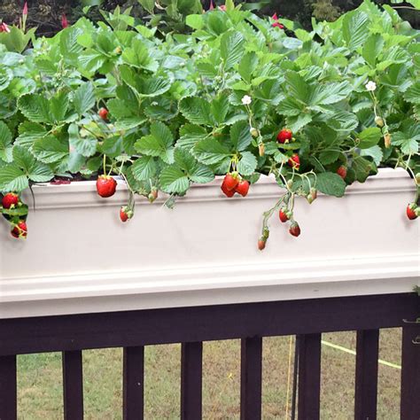 How To Grow Strawberries In Planters