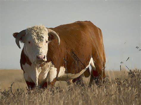 Hereford Bull Painting By William Mace Fine Art America