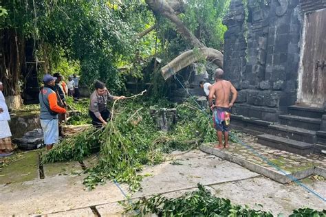 Tak Ada Angin Dan Hujan Dahan Pohon Beringin Patah Timpa Bangunan Pura