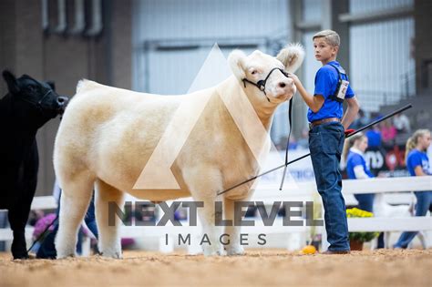 Steer Showmanship Next Level Images