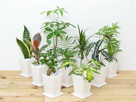 【楽天市場】観葉植物 3号スクエア陶器鉢植え 3鉢セット【インテリア室内人気お祝いギフトプレゼントおしゃれスタイリッシュミニ