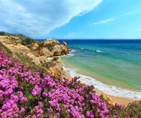 Premium Photo Summer Blossoming Atlantic Rocky Coast View With Purple