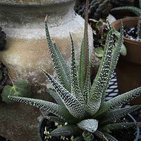 Haworthia Attenuata Concolor Avant Gardens