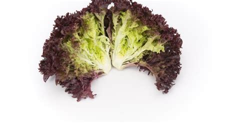 Lollo Rosso Lettuce