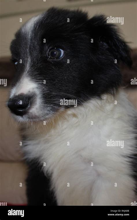 An Eight Week Old Pedigree Border Collie Puppy Stock Photo Alamy