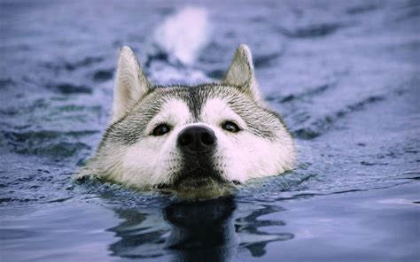 Swimming Dogs Wallpapers - Wallpaper Cave