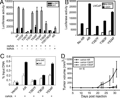 Activated Cdc42 Associated Kinase Ack1 Promotes Prostate Cancer