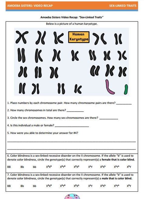 Amoeba Sisters Multiple Alleles Worksheets