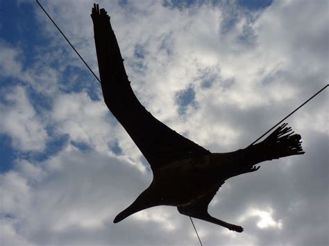 Free Images Bird Wing Cloud Sky Seabird Fly Seagull Airplane