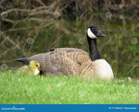 Baby Canada Goose Gosling And Mother Canada Goose Stock Photo Image