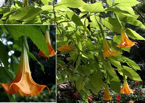 Why Is Angels Trumpet Dangerous