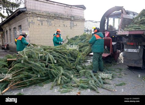 Municipal Workers Puts Branches Of Used Christmas Tree In Receiver Of