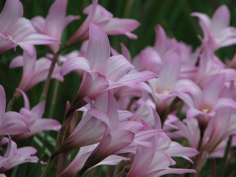 Beautiful Spring - Spring Photo (27866087) - Fanpop